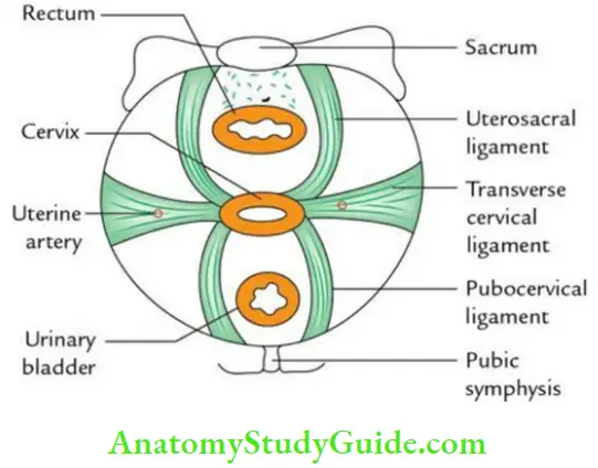 Pelvic Viscera Ligamentous Supports Of The Uterus