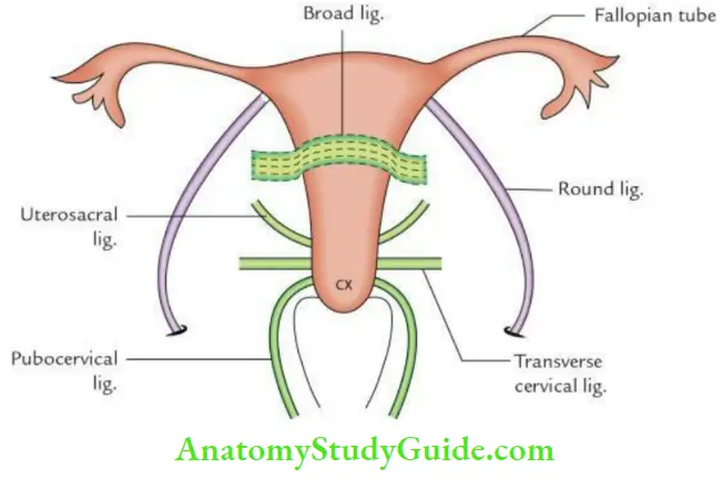Pelvic Viscera Ligments Of Uterus