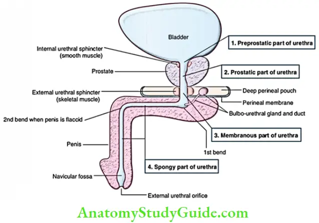 Pelvic Viscera Male Urethra