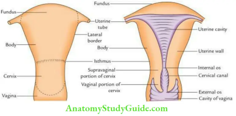 UTERUS ANATOMY FUNCTION SIZE POSITION CONDITIONS visual data 3
