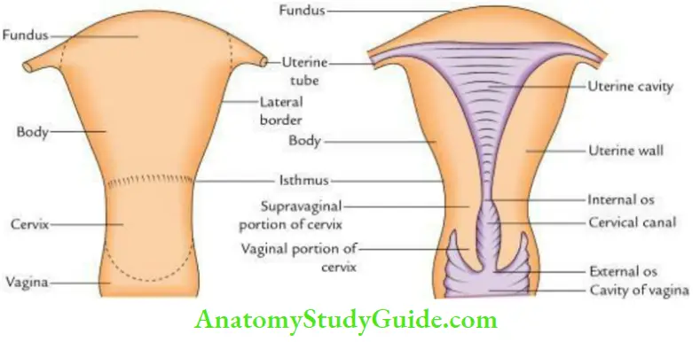 Pelvic Viscera Parts And Cavities Of The Uterus