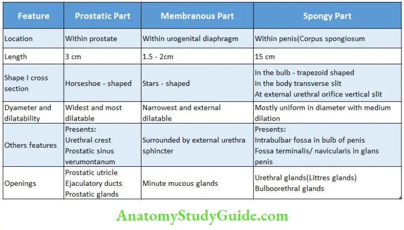 Pelvic Viscera Parts Of The Male Urethra
