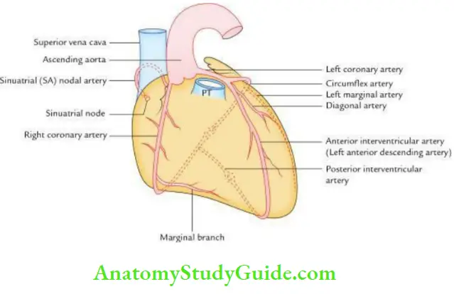 Pericardium And Heart Arterial Supply Of The Heart