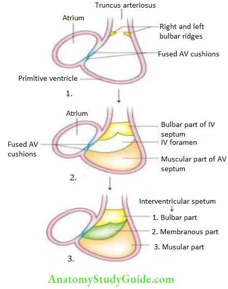 Pericardium And Heart Development Of the Interventicular Septum
