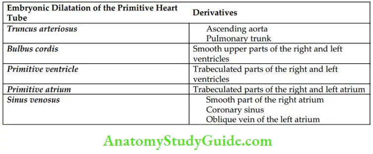 Pericardium And Heart Embrynoic Dilatation Of The Primitive Heart And Derivatives