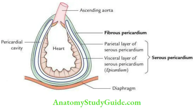 Pericardium And Heart Layers Of The Pericardium