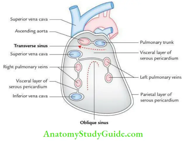 Pericardium And Heart Transverse And Oblique Sinuses Of serious Pericardium