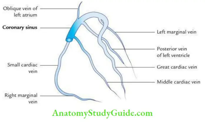 Pericardium And Heart Tributaries Of The Coronary sinus
