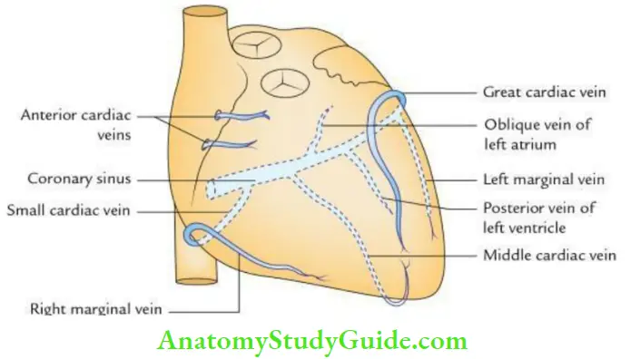 Pericardium And Heart Venous Drianage Of The Heart