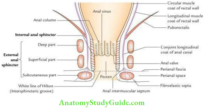 Perineum Anal Canal And Its Spincters