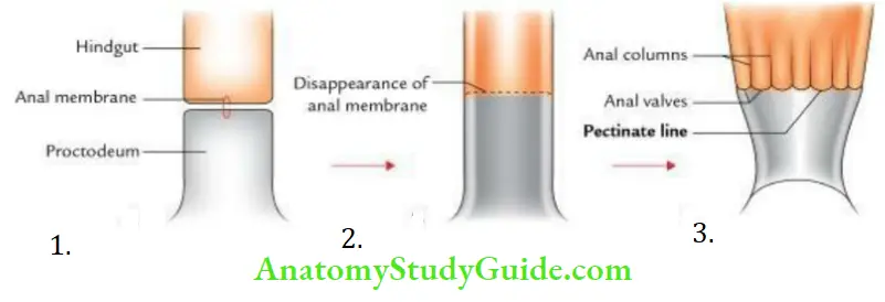 Perineum Development Of The Anal Canal