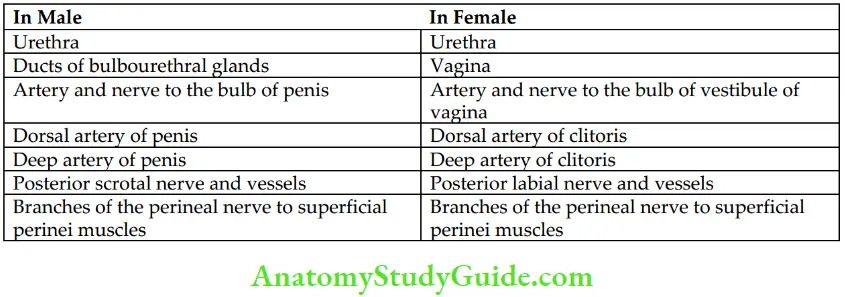 Perineum Difference Between The Upper And Lower Parts Of Anal Canal