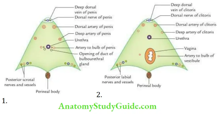 Perineum Structure Of Male And Femal