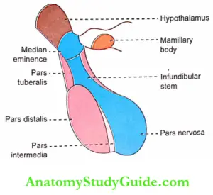 Pituitary Gland Physiology Notes - Anatomy Study Guide