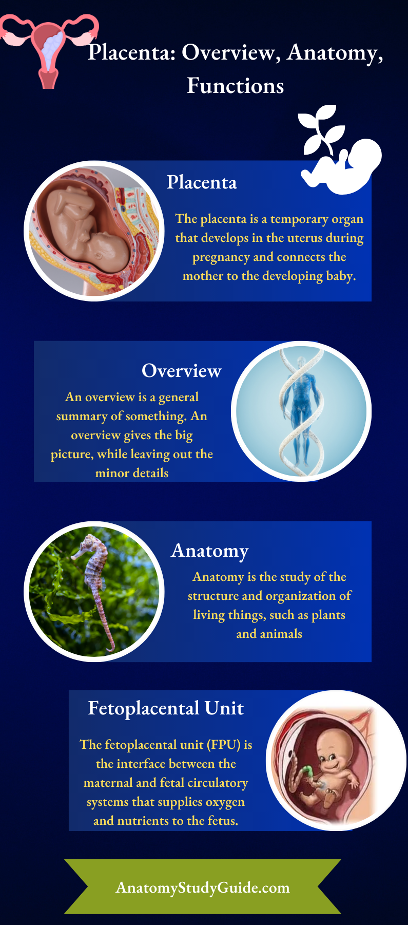 Placenta Overview Anatomy Functions