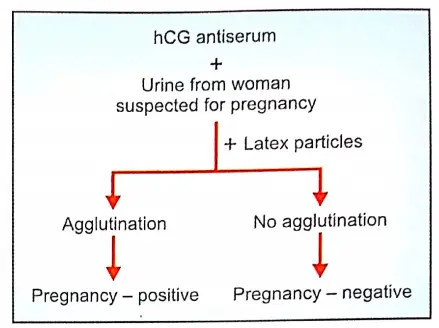 Pregnancy Tests Types - Anatomy Study Guide