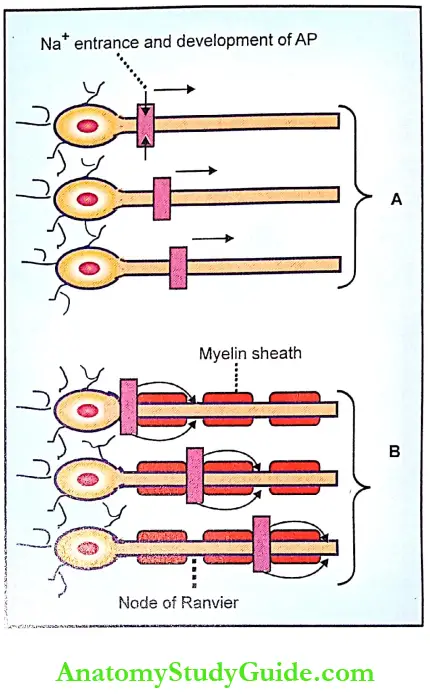 Properties Of Nerve Fibers Notes Mode Of Conduction Through Nerve Fibers