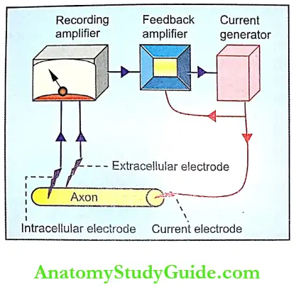 Properties Of Nerve Fibers Notes Voltage Clamping