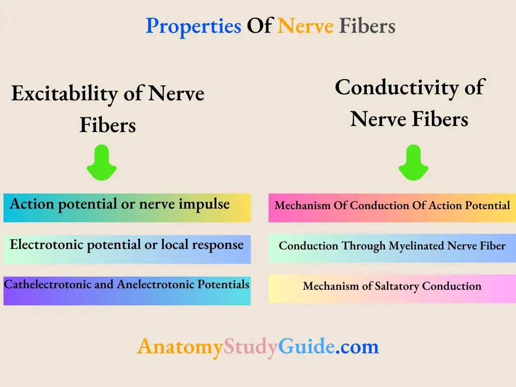Properties Of Nerve Fibers