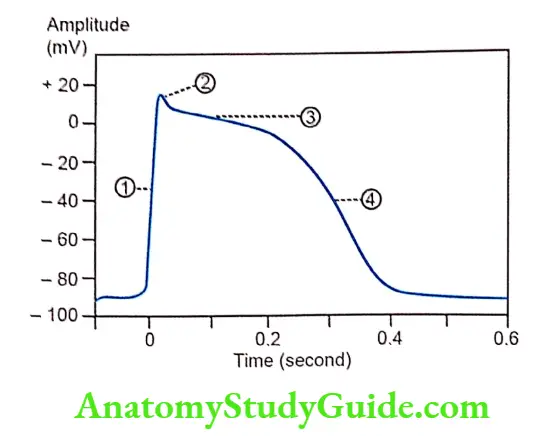 Properties of cardiac muscle Action potential in ventricular muscule