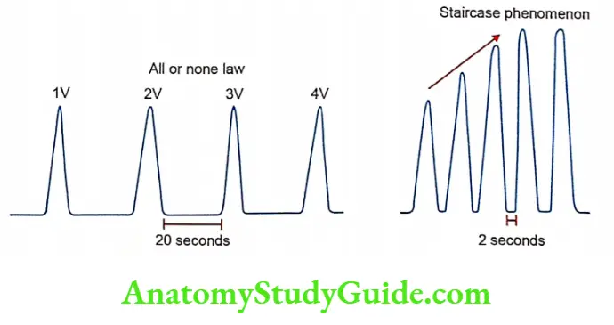 Properties of cardiac muscle all or none law and staircase phenomenon in cardiac muscle