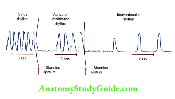 Properties of cardiac muscle effects of stannius on fogs heart