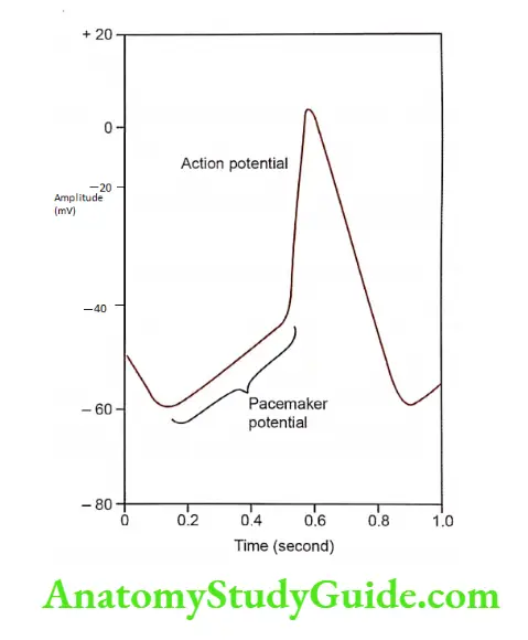 Properties of cardiac muscle pacemaker potential