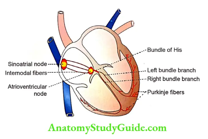 Properties of cardiac muscle sinoatrial node and conductive system of the heart