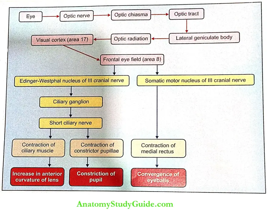 Pupillary Reflexes Pathway For Accommodation Reflex