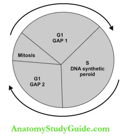 Radiation Biology Cell Cycle