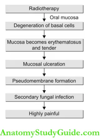 Radiation Biology Effects On Oral Mucosa