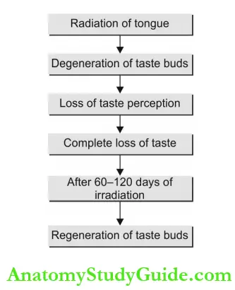 Radiation Biology Effects On Taste Buds