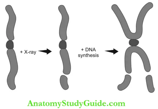 Radiation Biology Irradiation Of The Cell After DNA Results In A Double Arm