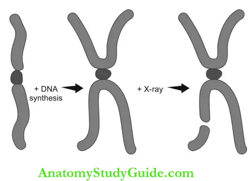 Radiation Biology Irradiation Of The Cell After DNA Synthesis Results In A Single Arm