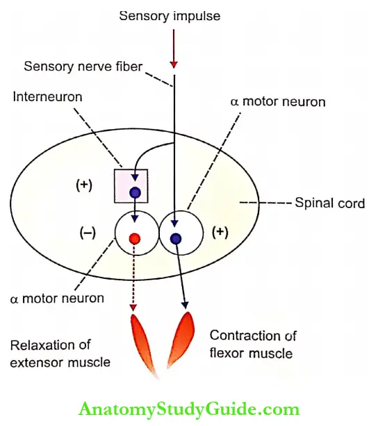 Reflex Activity Notes Reciprocal Inhibition