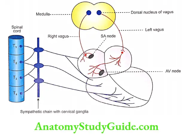 Regulation Of Heart Rate Notes Nerve Supply to heart