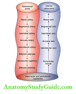 Renal Circulation Physiology Notes - Anatomy Study Guide