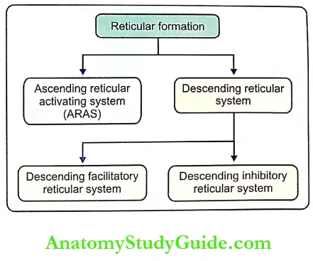 Reticular Formation Notes Functional Divisions Of Reticular Formation