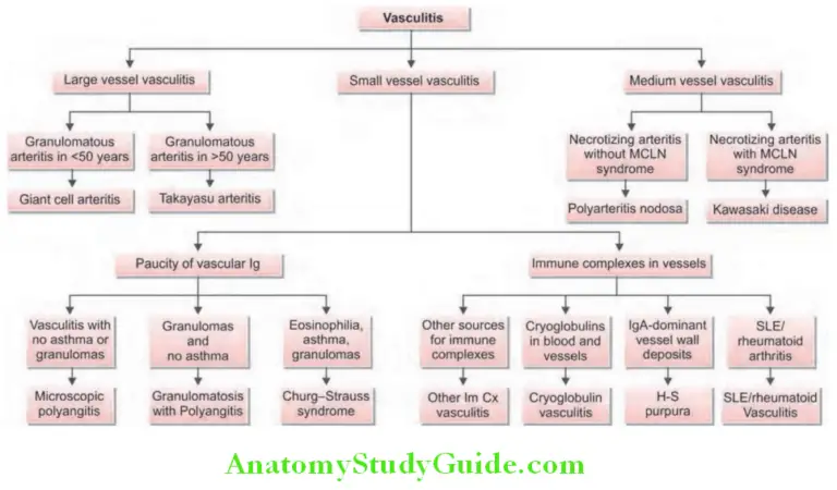 Rheumatology and Connective Tissue Disorders - Anatomy Study Guide