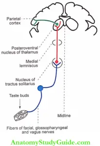 Sensation Of Taste Physiology Notes - Anatomy Study Guide