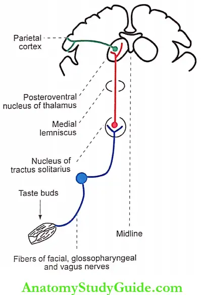 Sensation Of Taste Pathway For Taste Sensation