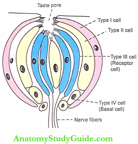 Sensation Of Taste Physiology Notes - Anatomy Study Guide