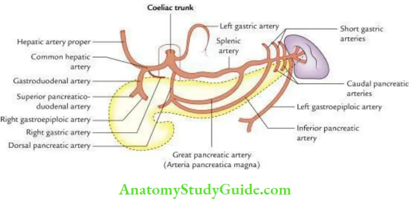 Small And Large Intestines Coeliac Trunk