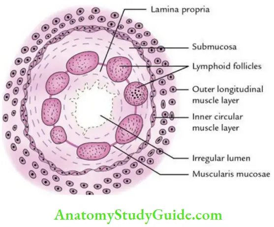 Small And Large Intestines Histological features Of The Appendix