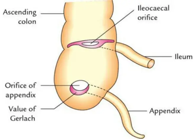Small And Large Intestines Interior Of Caecum