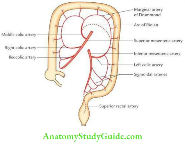 Small And Large Intestines Marginal Artery Of Drummond
