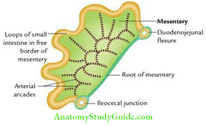 Small And Large Intestines Mesentry