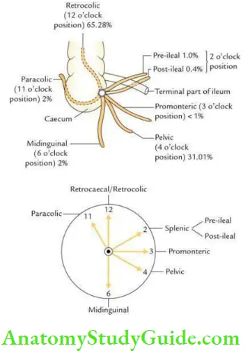 Small And Large Intestines Positions Of the Appendix