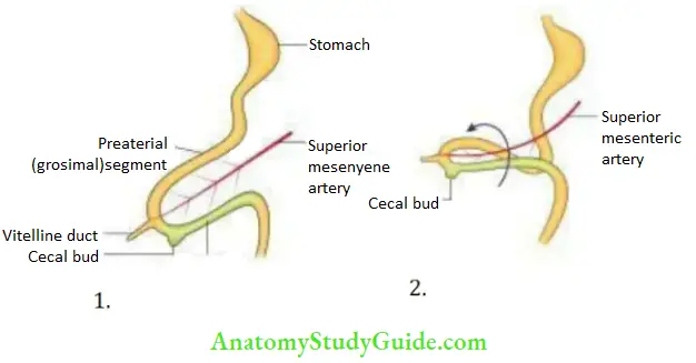 Small And Large Intestines Rotation Of Midgut Loop