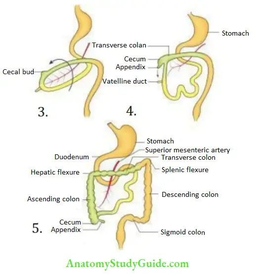 Small And Large Intestines Rotation Of Midgut Loop.